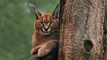 Mesmerizing caracal, Captivating , Enigmatic presence, Unique charm HD wallpaper