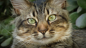 Animals, Cat, Fluffy, Muzzle, Nice, Sweetheart, Home, Domestic HD wallpaper