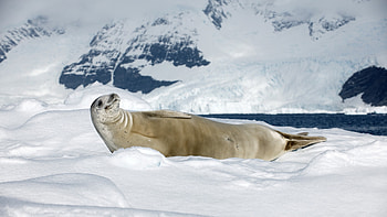 Smiling seal , Crabeater seal in snow, Sunny day beauty, Adorable animal HD wallpaper
