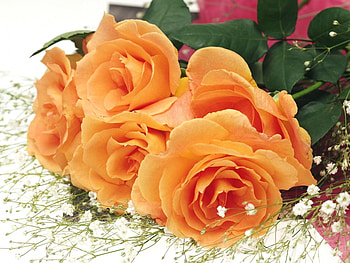 Plants, Flowers, Roses HD wallpaper