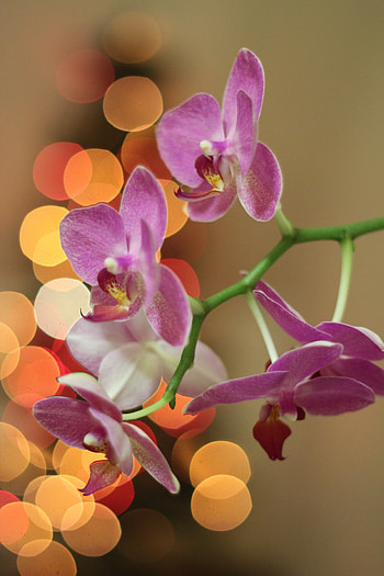 Tropical, flowers, pink, bokeh HD phone wallpaper