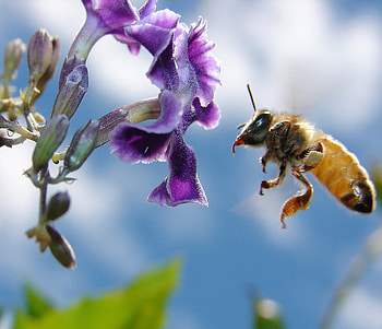 Flower-bee, sky, bee, nayure, flower HD wallpaper