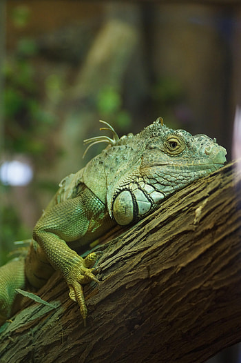 Animals, Wood, Tree, Reptile, Iguana HD phone wallpaper