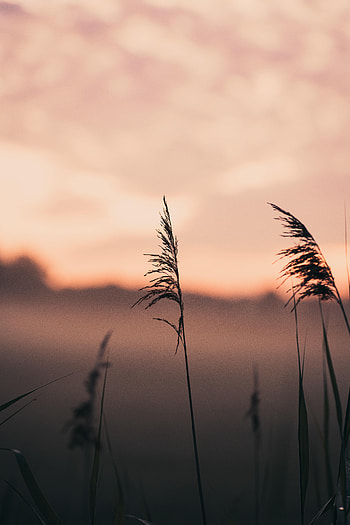Nature, Grass, Macro, Fog, Ears, Focus, Spikes HD phone wallpaper