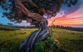 Twisted tree high up on a hill, sky, sunset, fields, landscape, clouds, colors HD wallpaper