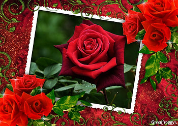 LOVELY ROSE, PRETTY, ROSE, FRAMED, RED HD wallpaper