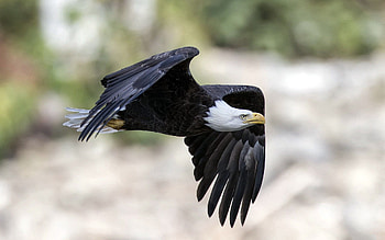 Animals, Bird, Predator, Flight, Eagle HD wallpaper