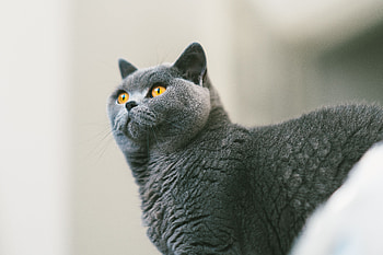 Animals, Cat, Grey, Fur, Curiosity, Briton HD wallpaper