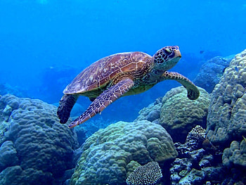 Underwater wonder, Sea turtle in motion, Coral scene, delight HD wallpaper
