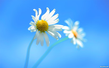 Background, Plants, Flowers, Camomile HD wallpaper