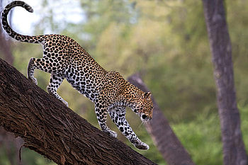 Leopard, African leopard, Facts distribution, Habitat HD wallpaper