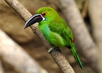 Green Bird, cool HD wallpaper