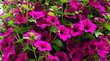 Lush and vibrant pink petunias beautifully blooming in a garden setting, showcasing nature's vivid colors. HD wallpaper