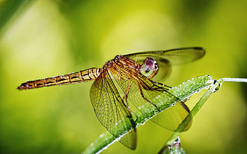 Grass, Drops, Plant, Macro, Insect, Wings, Dragonfly HD wallpaper