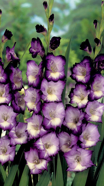 Gladioli, Purple Gladioli HD phone wallpaper