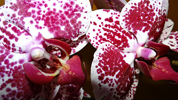 Orchid, buds, petals, nature, flowers HD wallpaper