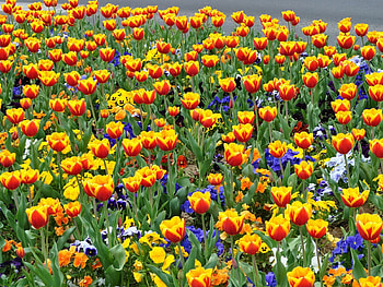 Flowers, Pansies, Tulips, Flower Bed, Flowerbed, Street HD wallpaper