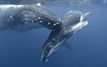 Blue Whale, for walls, Whale HD wallpaper