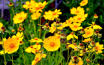 Plants, Flowers HD wallpaper