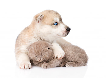 Puppy and kitten, dog, kitten, animal, white, cute, cat, puppy, coyuple, caine HD wallpaper