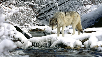 ... Background Full . water, river, snow, spring, wolf HD wallpaper