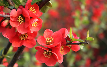 Plants, Flowers HD wallpaper