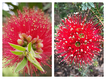 FLOWER COLLAGE, FLOWER, NATURE, COLLAGE HD wallpaper