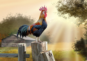 Rooster beauty, Vibrant , Majestic birds, Striking colors HD wallpaper