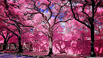 bright one, trees, pink, wall, bright HD wallpaper