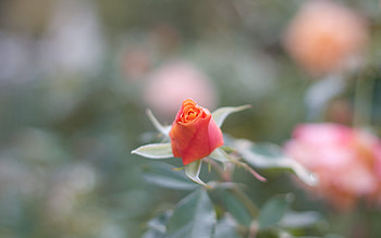 Macro, Rose Flower, Rose, Petals, Blur, Smooth HD wallpaper