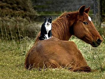As comfortable as a kitten, horse, cat HD wallpaper