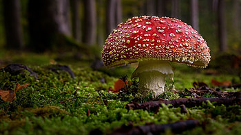 Amanita, Nature, Macro , Mushroom forest HD wallpaper