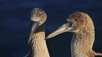 Galapagos policies, Galamazontripscenter, Booby, Travel HD wallpaper