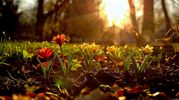 Spring Blossoms Ultra, spring, nature, blossom, sprout, flower HD wallpaper