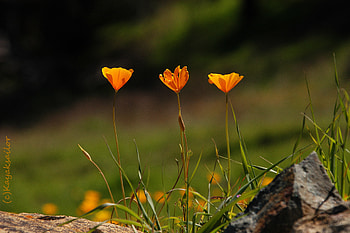 Triplets on the edge , triplets HD wallpaper