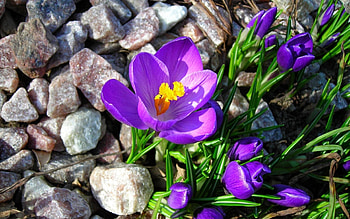 Plants, Flowers HD wallpaper