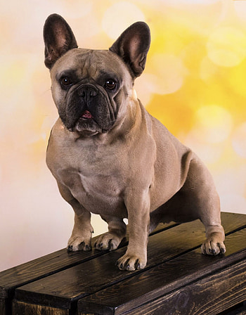 French Bulldog, Personal album, Dog lover, Cherished memories HD phone wallpaper