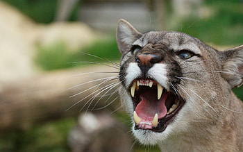 Majestic cougar, Wild cat, Powerful predator, Stealthy hunter HD wallpaper