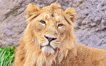 Animals, Muzzle, Lion, Predator, Wool HD wallpaper