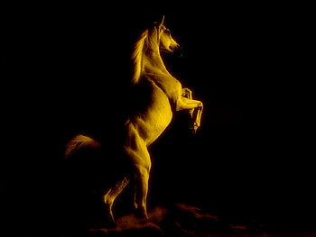 The Horse of Fire, horse, black, rearing, flame, fire HD wallpaper