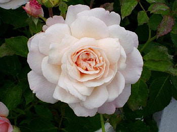 soft rose, plants, soft, delecte, nice, rose, blossoms, bud, nature, flowers, blooms, lovely HD wallpaper