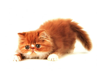 Kitten, gato, animals, cute, cat, funny, lovely HD wallpaper