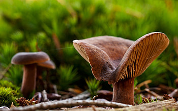 Grass, Mashrooms, Plant, Macro HD wallpaper