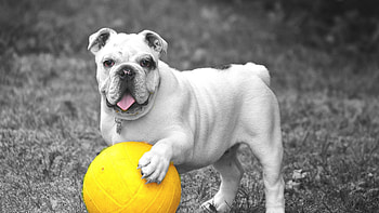 Ball, Dog Sports HD wallpaper