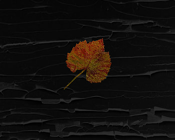 autumn leaf, autumn, leaf, black, abstract HD wallpaper