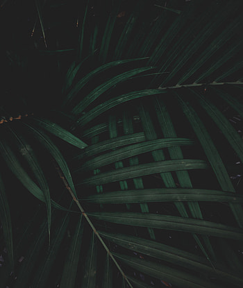 Nature, Leaves, Plant, Dark HD phone wallpaper
