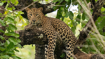 Leopard Is Lying Down On Tree Branch In Green Leaves Background Leopard HD wallpaper