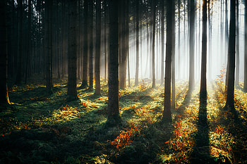 Sunbeams Morning Forest , forest, nature, sunbeam HD wallpaper
