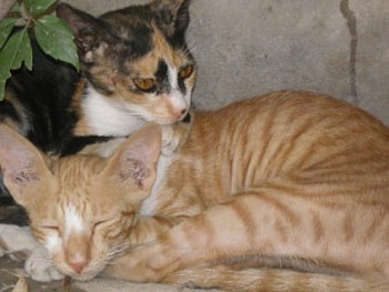 Street cats, animal, cats HD wallpaper