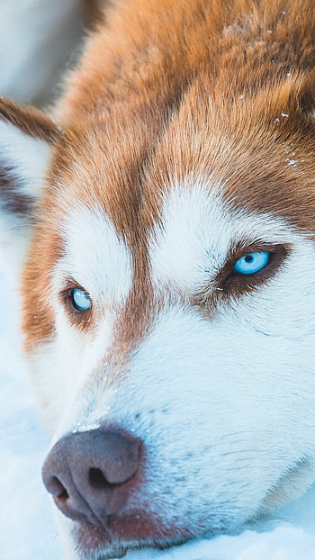 Husky beauty captured, graphic perfection, Artful representation, Striking visuals HD phone wallpaper